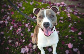 cane, educazione, passeggiata
