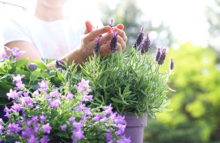 coltivare lavanda in vaso, coltivare lavanda balcone, coltivare lavanda, coltivare lavanda casa