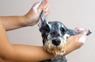 lavare cane, casa, shampoo secco