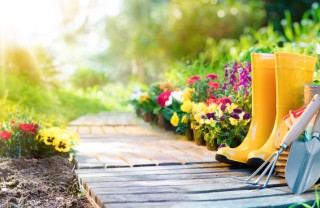 piante-acidofile, piante acidofile quali sono, acidificare il terreno
