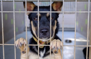adottare cane, canile, cosa sapere
