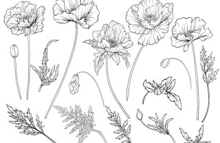 come disegnare fiori