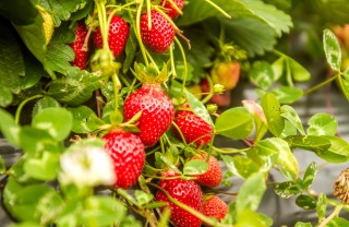 coltivare fragole, coltivare fragole orto