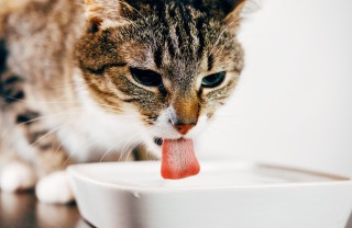 gatto, beve, cause