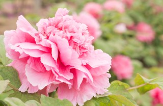 coltivare peonie