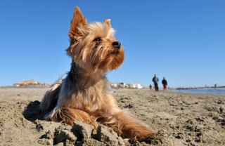 cane spiaggia consigli