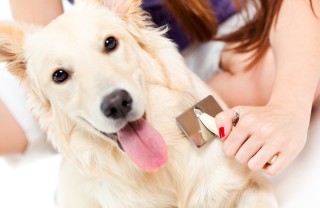cane, spazzola, animali