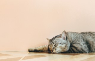 proteggere gatti caldo