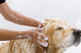 shampoo per cani fatto in casa