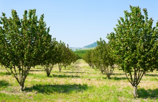 coltivare nocciole, coltivare nocciolo