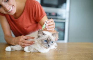 gatto, come mettere antipulci, metodo