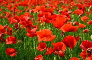 coltivare papaveri, coltivazione papaveri