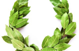 come fare corona alloro, corona alloro laurea