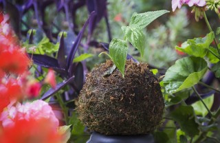 kokedama piante adatte