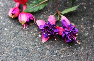 fucsia appassita, coltivare fucsia