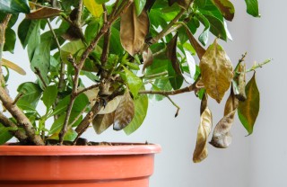 gardenia secca, gardenia foglie appassite