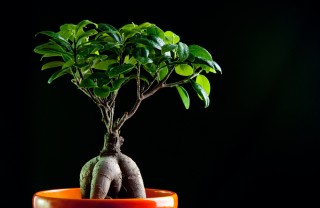 bonsai ginseng cura