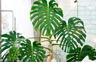 coltivare monstera, curare monstera