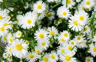 fiori di settembre