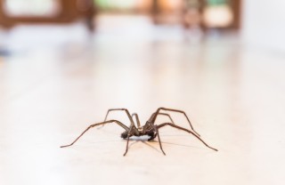 ragni in casa