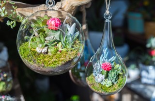 terrario piante fai da te, terrarium fai da te, giardini miniatura