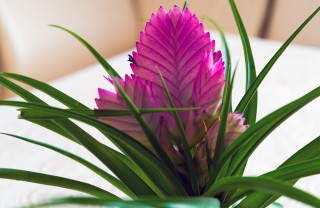 coltivare tillandsia, curare tillandsia