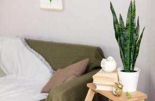 coltivare lingua di suocera, curare lingua di suocera, coltivare sanseveria, coltivare sansevieria 