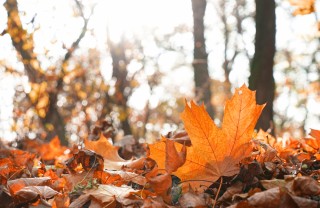 Poesie sull'autunno poesie di autunno