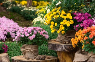 fiori autunnali, fiori da piantare a novembre
