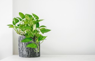 curare pothos, coltivare pothos, curare potos, coltivare potos