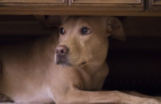 cane, paura, tuoni