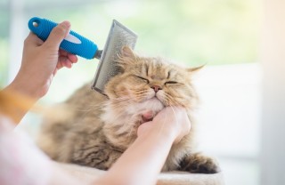 spazzolare, gatto, attrezzi