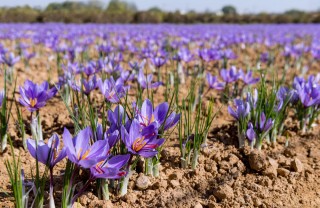 coltivare zafferano, coltivazione zafferano, coltivare zafferano in vaso