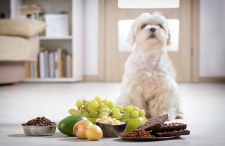 cibi, pericolo, cane