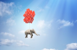 Cosa significa sognare un elefante sogni, elefante, significato