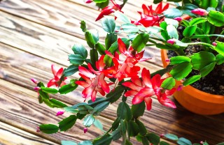 fiori natalizi da regalare, piante natalizie, fiori da regalare a natale