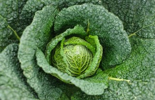 come coltivare verza, come coltivare cavolo