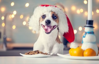 cane, panettone, Natale