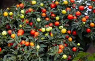 coltivare solanum pseudocapsicum, coltivare ciliegie gerusalemme 