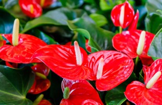 coltivare anthurium, coltivare anturio