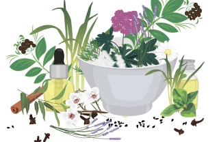 olio essenziale di Ravintsara 