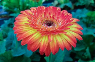 gerbera gerbera