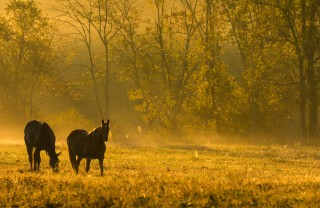 sognare cavalli, cosa significa sognare cavalli