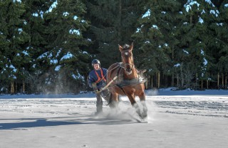 Skijoring
