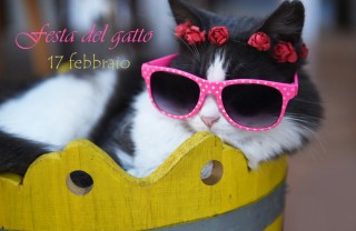 festa del gatto immagini, gatto immagini divertenti, giornata del gatto