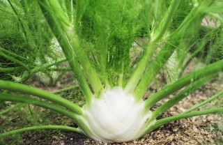  coltivare finocchi, coltivazione finocchi