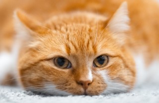 gatto, vomito, salute