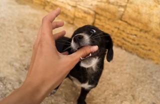 sogno, cane, morso