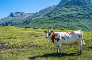 sognare mucca, sognare mucche, cosa significa sognare mucca