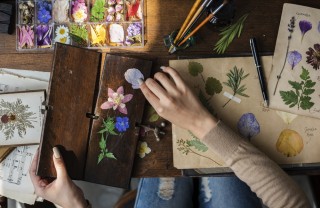 come pressare fiori, come pressare foglie